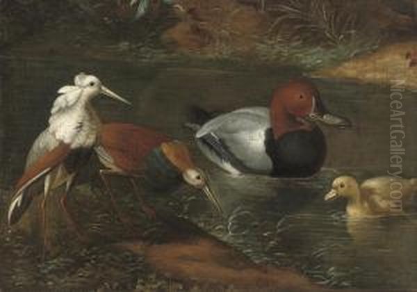 Ducks And Waders Watering Oil Painting by Marmaduke Cradock