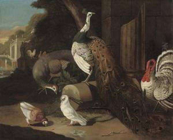 A Classical Garden With A Peacock, Peahen, Doves And A Turkey Oil Painting by Marmaduke Cradock