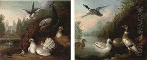 A Peacock, A Dove And Chickens 
In A Landscape, A Fountain Beyond;and A River Landscape With Ducks Oil Painting by Marmaduke Cradock