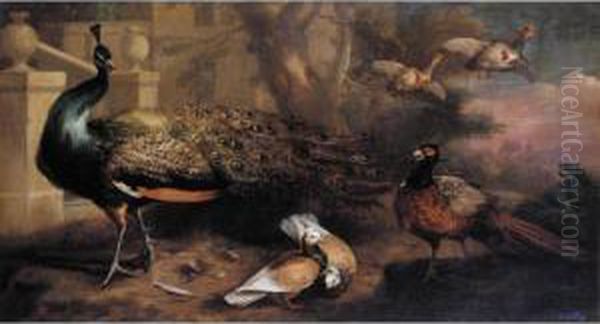 An Assembly Of Fowl, Including A Peacock, Pigeons, Pheasant And
 Partridges Oil Painting by Marmaduke Cradock