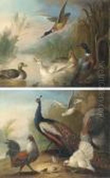 Ducks On A River; And Peacock, Turkey And Chickens On Ariverbank Oil Painting by Marmaduke Cradock