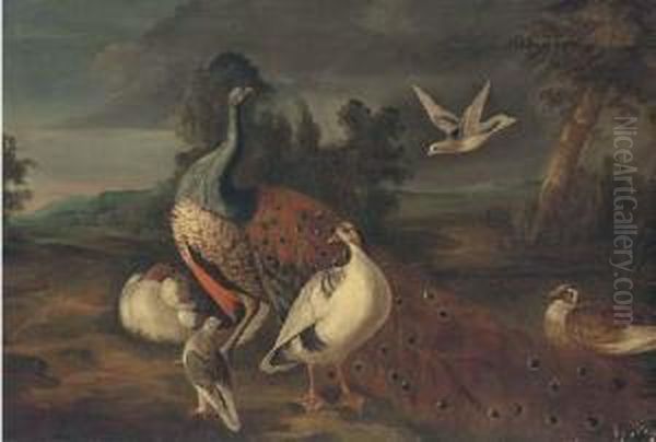 A Peacock Oil Painting by Marmaduke Cradock