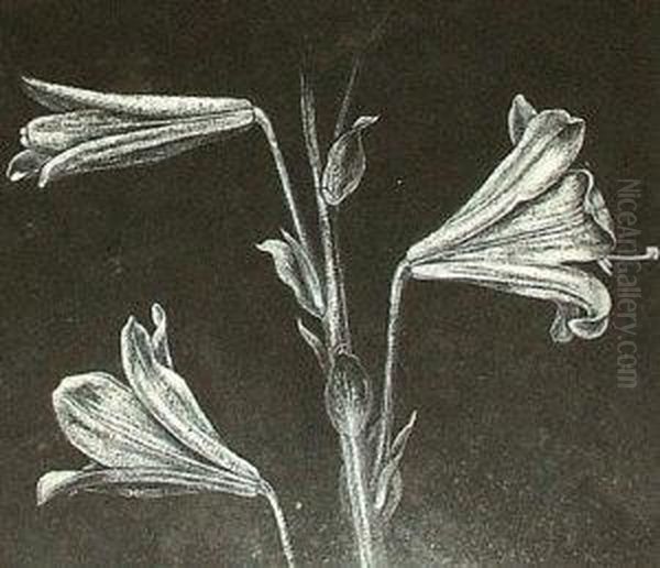 Study Of Lilies Oil Painting by Walter Crane