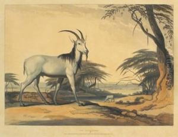 The Town Of Leetakoo; The Tackhaitse; The Klip Springer Oil Painting by Samuel Daniell