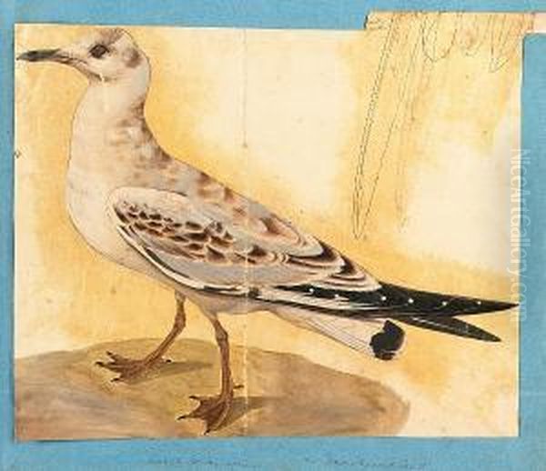 Colored (sic) Birds From The East, An Album Of Nineteen Bird Studies Oil Painting by Samuel Daniell