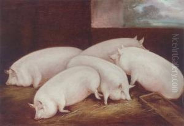 Five Prize Pigs In A Sty Oil Painting by William Henry Davis