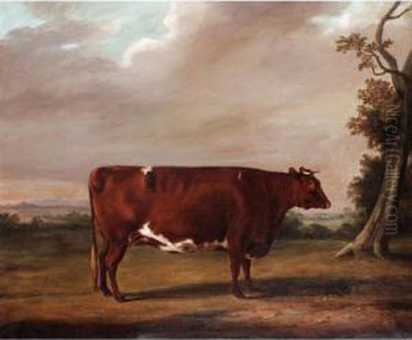 A Prize Shorthorn Bull Oil Painting by William Henry Davis