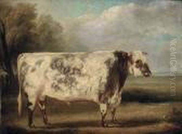 A Prize Bull In A Field Oil Painting by William Henry Davis