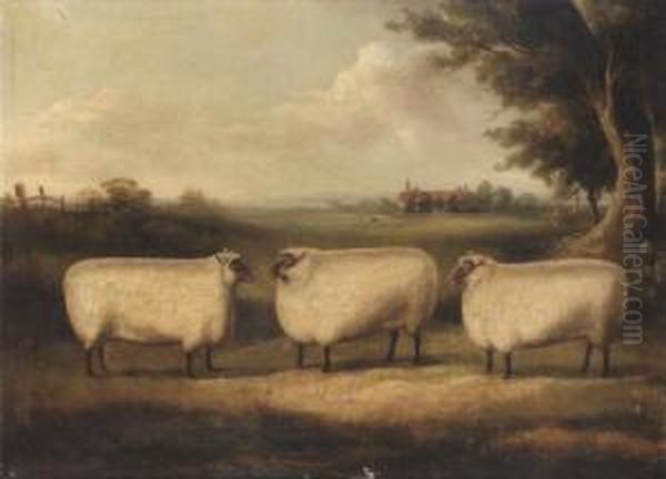 Three Prize Sheep In A Landscape Oil Painting by William Henry Davis