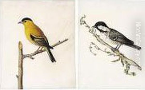 A Finch And A Tit Oil Painting by Carl Wilhelm de Hamilton