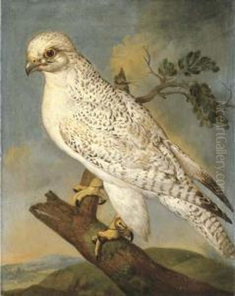 A Falcon On A Branch Oil Painting by Ferdinand Phillip de Hamilton