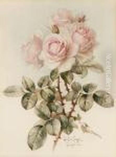 Pink Roses Oil Painting by Paul De Longpre