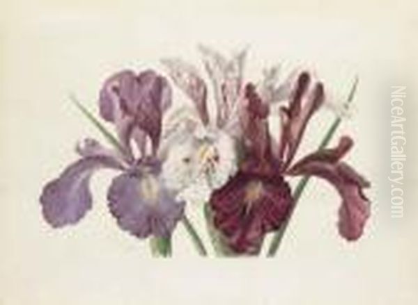 Iris Xyphioides (english Iris) Oil Painting by Paul De Longpre