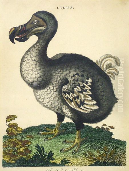 The Hooded Dodo Oil Painting by Crispijn I De Passe