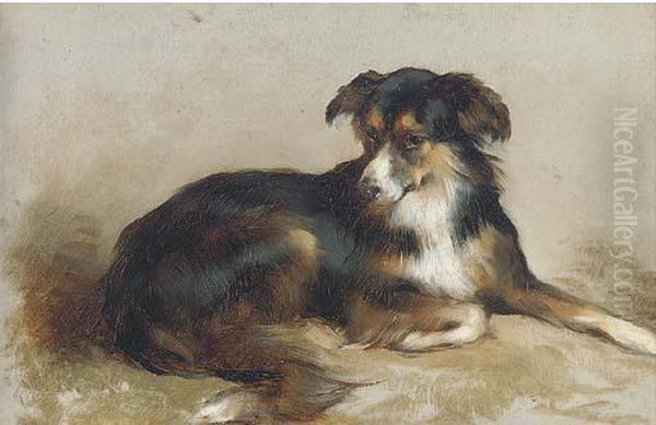 A Collie Oil Painting by Edwin Douglas