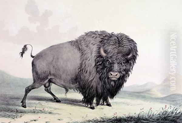 A Buffalo bull grazing Oil Painting by George Catlin