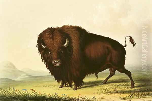 A Bison, c.1832 Oil Painting by George Catlin