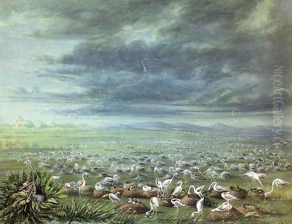 Ambush for flamingos in South America Oil Painting by George Catlin