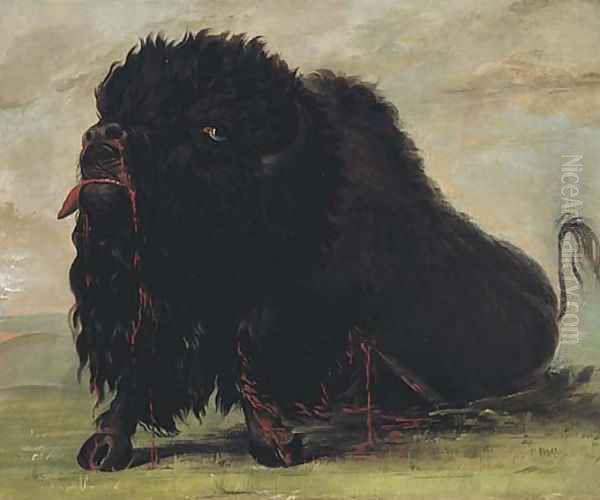 Dying Buffalo, Shot with an Arrow Oil Painting by George Catlin