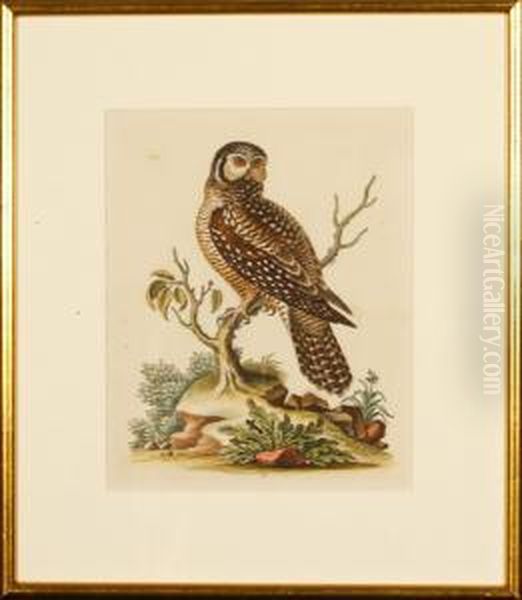 The Little Hawkowl Oil Painting by George Edwards