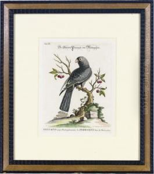 [collection Of Various Foreign And Little-known Birds]: Six Plates Oil Painting by George Edwards