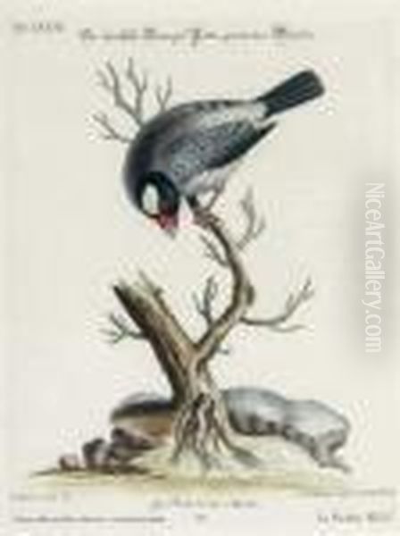 [collection Of Various Foreign And Little-known Birds]: Six Plates Oil Painting by George Edwards