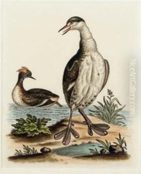 A Natural History Of Uncommon Birds: Six Plates Oil Painting by George Edwards