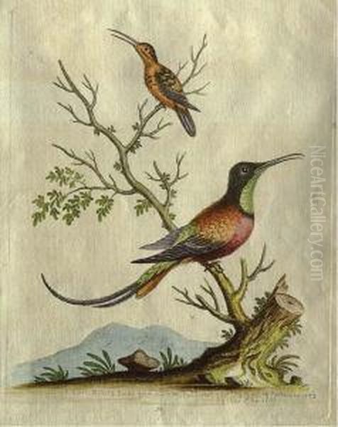 The Golden-winged Fly Catcher From Pensylvania Oil Painting by George Edwards