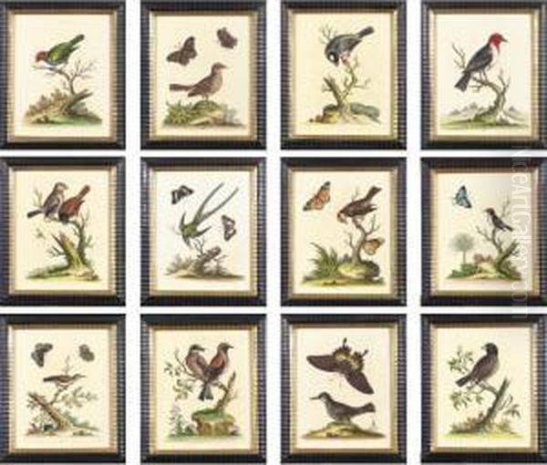 Twelve Hand-colored Engravings Of Birds Oil Painting by George Edwards