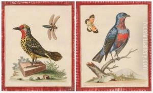 Two Ornithological Prints. 
Purple Crested Blue Manakin