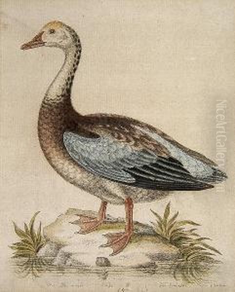 The Blue-winged Goose Oil Painting by George Edwards