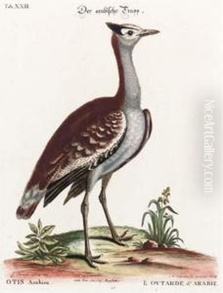 A Natural History Of Uncommon Birds: Six Plates Oil Painting by George Edwards