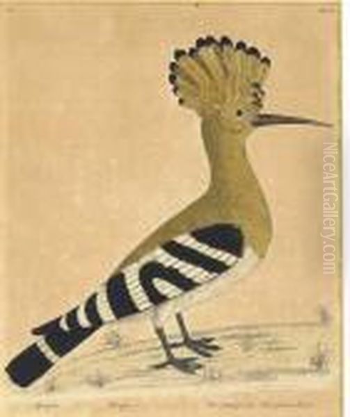 Ornithological Studies From The Spanish West Indies: Threeplates Oil Painting by George Edwards