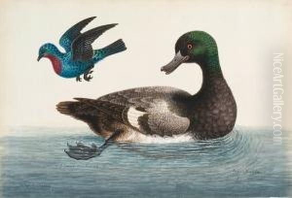 (scaup Duck) Oil Painting by George Edwards