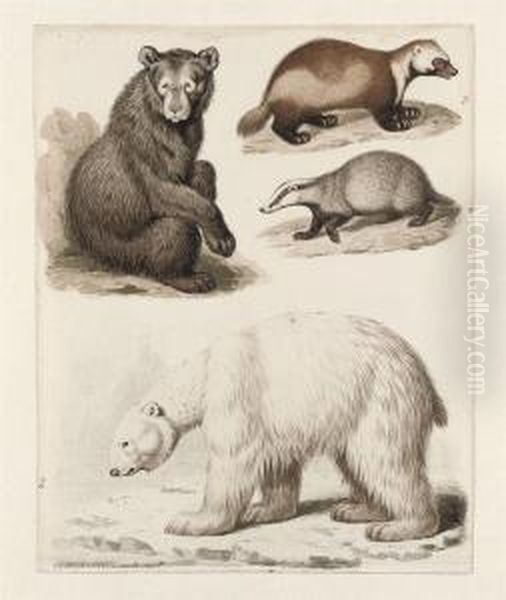 Study Of Four Quadrupeds: An American Bear, A Polar Bear, Awolverine And A Badger Oil Painting by Sydenham Teast Edwards