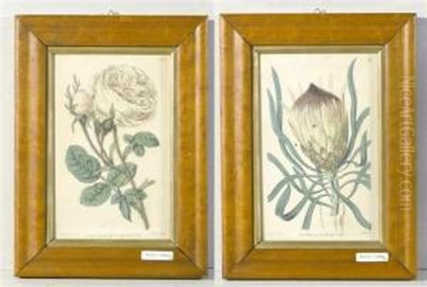 Zwei Botanische Darstellungen: Artischocke Und Rose. Oil Painting by Sydenham Teast Edwards