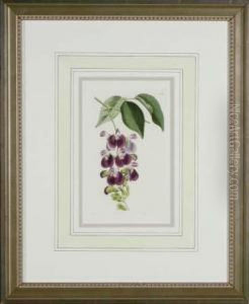 Botanicals Oil Painting by Sydenham Teast Edwards