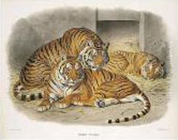 A Monograph Of The Felidae Or 
Family Of The Cats. New York: Published For The Subscribers By The 
Author, [1878]-1883 Oil Painting by Daniel Giraud Elliot