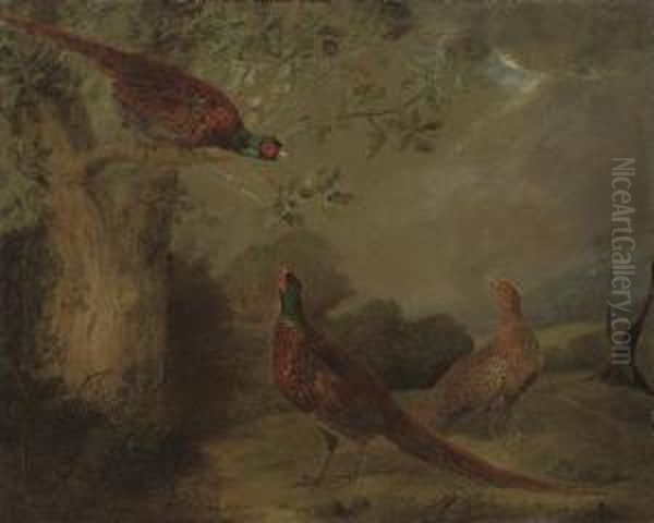 Pheasants Oil Painting by Stephen Elmer