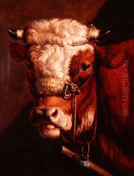 Portrait of a Bull's Head Oil Painting by Thomas Sidney Cooper