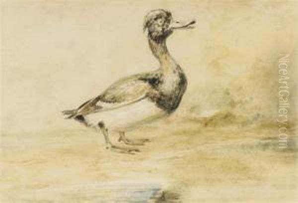 Study Of A Waterfowl Oil Painting by Newton Fielding