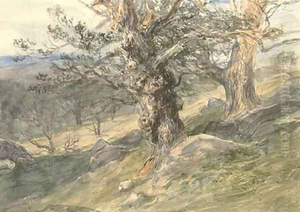 Gnarled oaks in Bolton Park, Yorkshire Oil Painting by David Cox