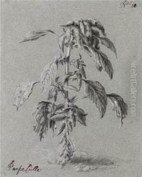 Study Of An Amaranthus Tricolor Linnaeus Oil Painting by Govert Teunisz. Flinck