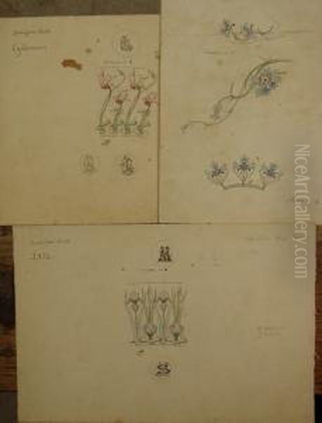 Lot De 23 Etudes De Fleurs Et D'insectes Oil Painting by Alexis Jean Fournier