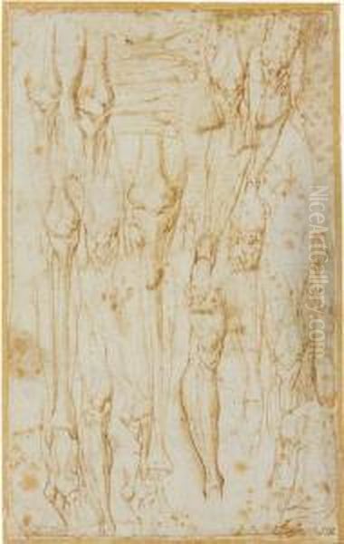 Sheet Of Anatomical Studies Of The Bones And Muscles Of The Leg Oil Painting by Battista Franco