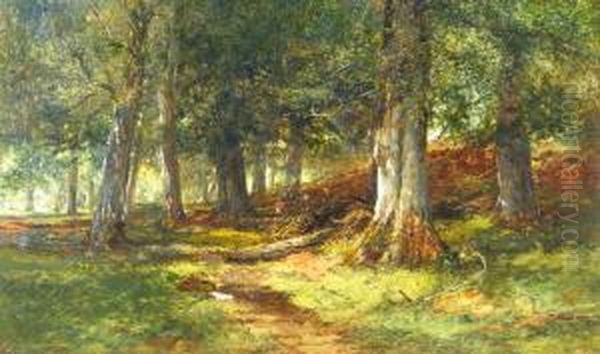 A Beech Glade Oil Painting by Alexander Jnr. Fraser