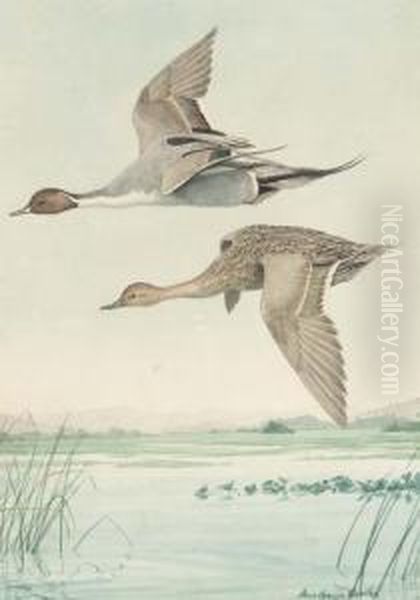 Two Pintails Flying Over A Marsh Oil Painting by Louis Agassiz Fuertes