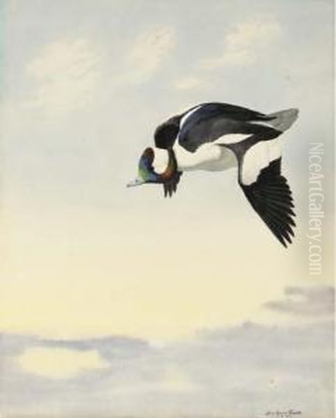 Bufflehead Flying Oil Painting by Louis Agassiz Fuertes