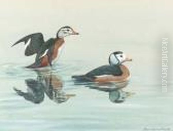 Two Pygmy Geese Oil Painting by Louis Agassiz Fuertes