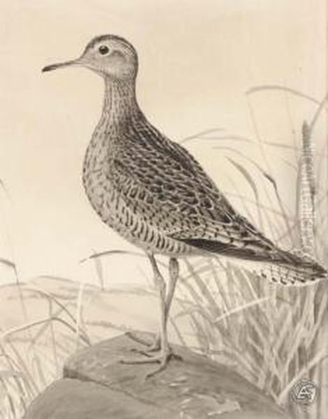 Upland Plover Oil Painting by Louis Agassiz Fuertes